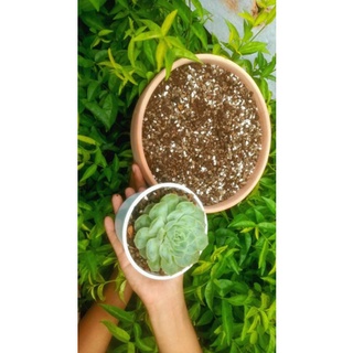 Đất trồng sen đá