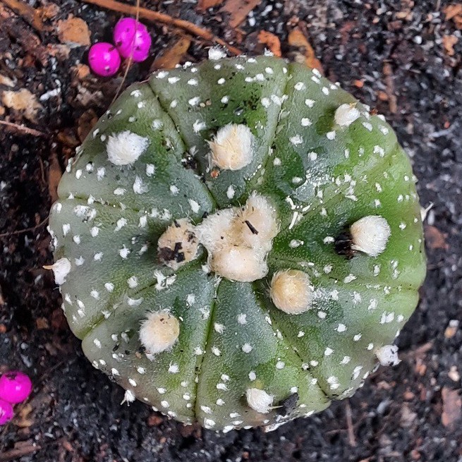 Aster Đô-la trên cát - Astrophytum Asterias ( 1.5cm - 4.5cm )_( Vườn Xương rồng EXOTICACTUS )