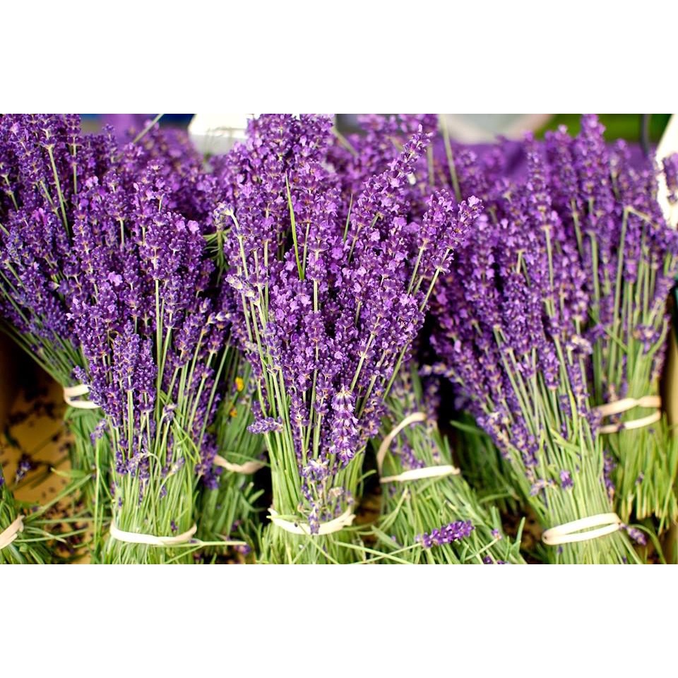 Hạt Giống Hoa Oải Hương Lavender - SL: 50 HẠT