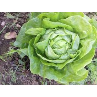 Gói 5 gr xà lách cuộn xanh