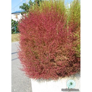 100GR 79K.HẠT Hạt Giống Cỏ Đổi Màu (| -KD: B30*V45)