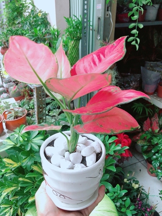 Chậu Cây Vạn Lộc Hồng