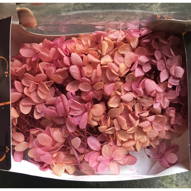 Hoa khô 🍁FREESHIP🍁 Hoa Cẩm Tú Cầu khô nhiều màu đẹp mê mẩn