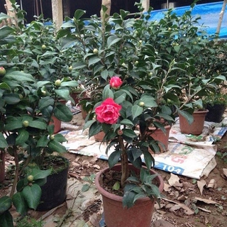 Cây hoa trà mi đỏ cổ sẵn nụ