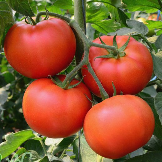 HẠT GIỐNG CÀ CHUA TRÁI TRÒN F1 T15 - GÓI 0,5 GRAM