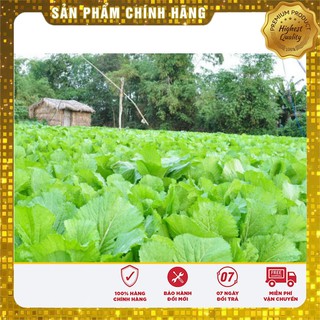 Hạt Giống Cải Bẹ Dưa(20 gr)