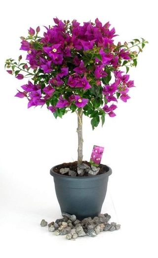3 Cây Giống hoa giấy tím
