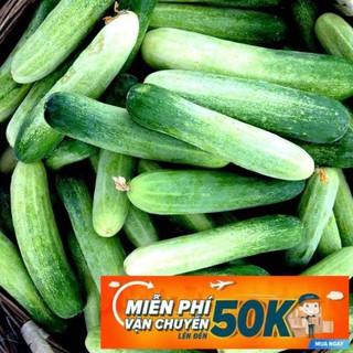 1g Hạt giống Dưa leo (tặng gói kích nẩy mầm và hướng dẫn)