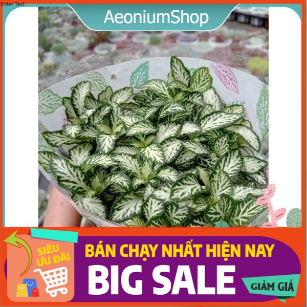 [ TRANG TRÍ ] MỘT CHIẾC CÂY CẨM NHUNG XANH ( Fittonia ) LỌC KHÔNG KHÍ, HÚT SÓNG ĐIỆN TỪ, TRANG TRÍ BÀN LÀM VIỆC