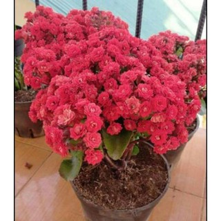 3 cây giống sống đời kép màu đỏ