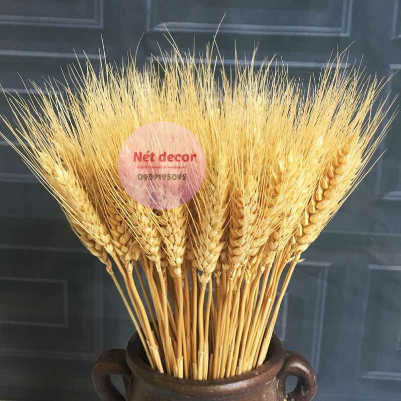 ❤️FREESHIP❤️ 10 cành lúa mạch khô DRIED WHEAT decor siêu bền