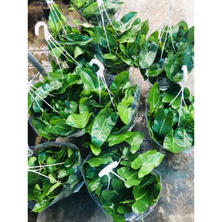 Trầu Tỷ phú