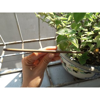 Lược gỗ Vietherb