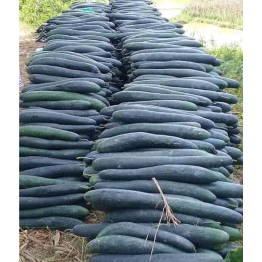 1kg Trà Bí đao sấy khô