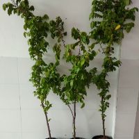 Cây 🌲 Khế ngọt.... thái ...1m5 đang trái