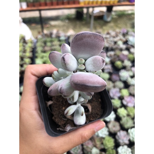 Sen Đá Sỏi Viền Size Chậu 7cm Hư 1 Đổi 1