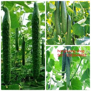 Hạt giống dưa chuột Nhật F1