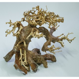 CÂY LỦA BONSAI KHÔ CÓ TÁN 16x8x16cm