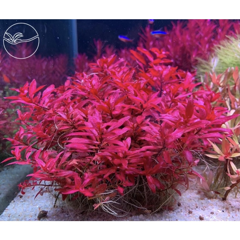 Ludwigia super Red - Cây Tân Đế Diệp Tài Hồng - Cây Thủy Sinh Cắt Cắm