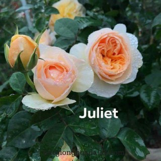 Gói 20 Hạt Giống Cây Hoa Hồng juliet-siêu đẹp Hoa Hồng Ngoại JulieTuyệt Đẹp Rose Tặng Kích Rễ