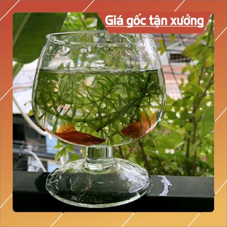 BÌNH THỦY TINH NUÔI CÁ ĐỂ BÀN,CHẬU CÁ THỦY TINH LY CHÂN ĐẠI LCD *H32xD28*,BÌNH THỦY TINH TRỒNG CÂY