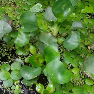 Cây lục bình ( bèo Tây) trang trí bể cá