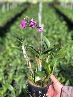 Chậu Lan Denro yaya mini