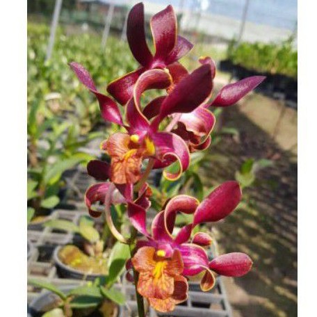 Hoa lan denro nắng quán long