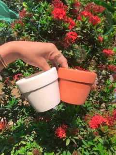 Combo chậu + sen đá + xương rồng