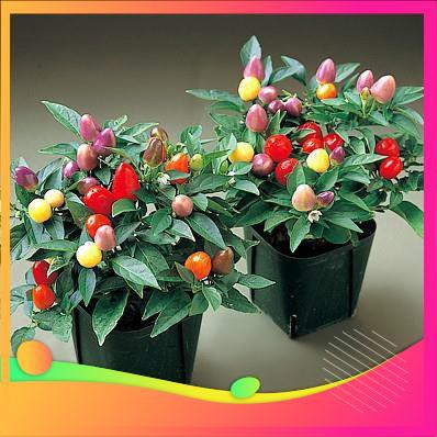 Hạt Giống Ớt Ngũ Sắc - 30 Hạt  VIETGAR