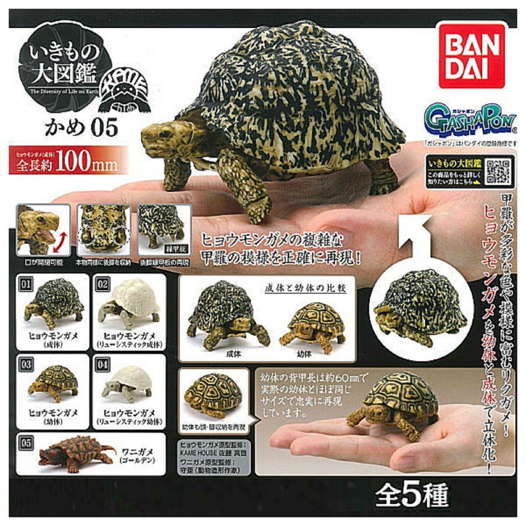 Mô Hình Bandai chính hãng Gachapon Các Loại Rùa Có Khớp