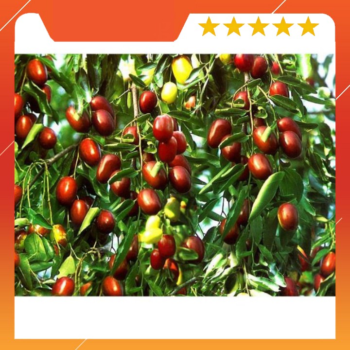 Hộp 1kg Táo đỏ Hàn Quốc loại sịn bao check mã | BigBuy360 - bigbuy360.vn