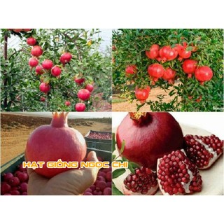 Hạt Giống Cây Lựu Lùn - 10 Hạt