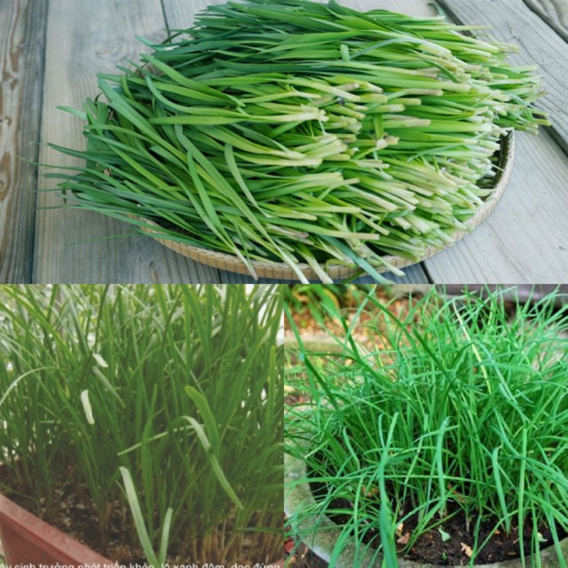 [Siêu Sale] Hạt giống Hẹ Ta