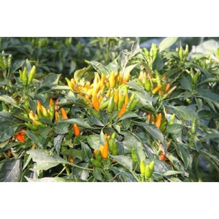 [Siêu khuyến mại] (500-700 hạt) Hạt giống ớt Chili cam siêu cay