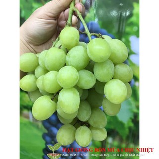 Hạt giống nho xanh leo giàn 10 hạt