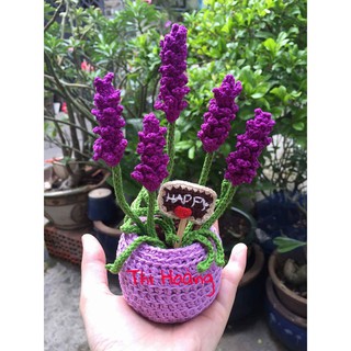Chậu Hoa Lavender Len