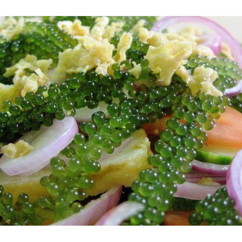 Rong nhớ tách nước sea graper gói 100gram tách nước được 300gram tươi .