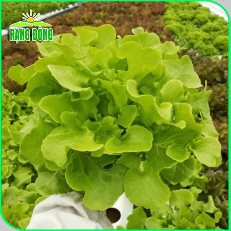 Hạt giống Xà Lách Sồi Xanh (Xà lách Oakleaf) sinh trưởng khỏe, trồng quanh năm (gói 2 gr) - Hạt giống Rạng Đông