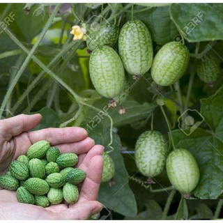 Hạt giống dưa hấu tí hon ( gói 10 hạt )