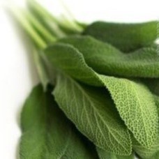 20h Hạt Giống Xô Thơm Sage