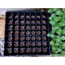 Khay ươm 49 lỗ chuyên dùng cho viên nén ươm hạt