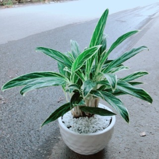 Chậu cây giữ tiền