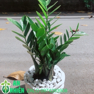 Chậu cây kim phát tài