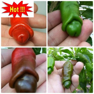 Hạt giống Ớt cu tý (05 hạt)