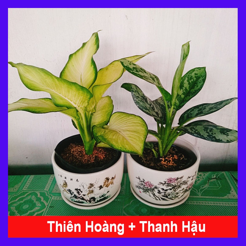 Combo Cây Thiên Hoàng + Cây Thanh Hậu