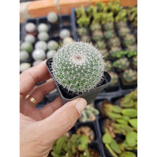 Xương rồng bánh sinh nhật
