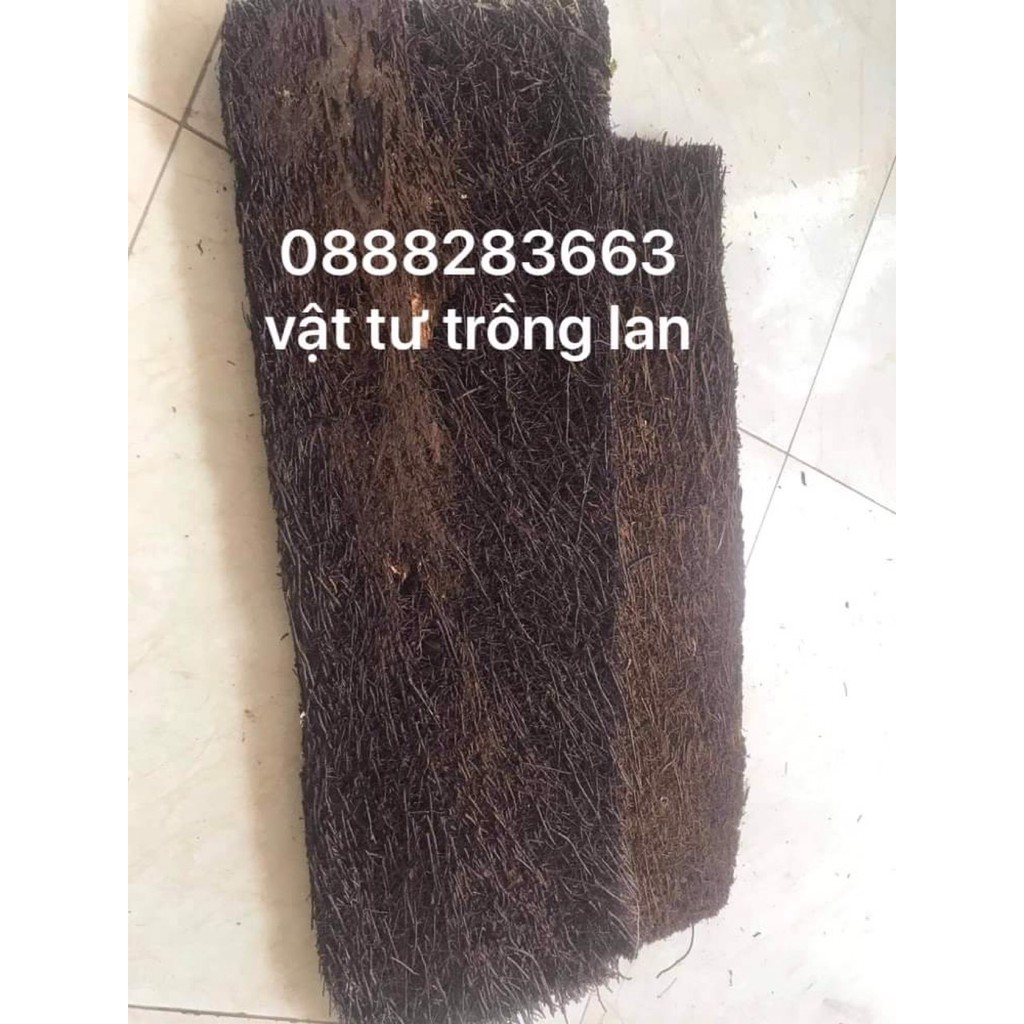 Dớn bảng trồng lan cỡ to, đẹp, chắc dài 60cm rộng 20cm dầy 2cm