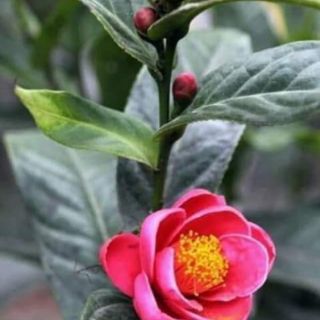 Cây giống hải đường