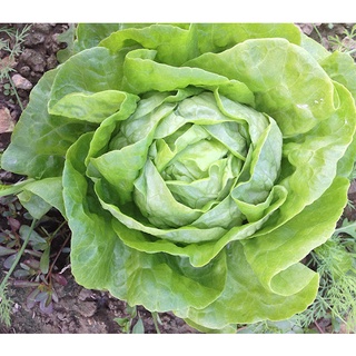 Hạt Giống Xà Lách Búp (Xà Lách Đăm) 5gr